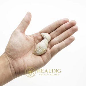 White Dragon Horn Fossil – Type B1 - Spiritual Crystals Bezoar Stones Bezoar Crystals Healing Bezoar Stones Animal Totem Stones, Power Animal Stones Magical Stones Magickal Stones Magickal Crystals Ritual Power Stones Ritual Crystals mystical shaman shamanic spiritual spiritualism metaphysics occult psychic