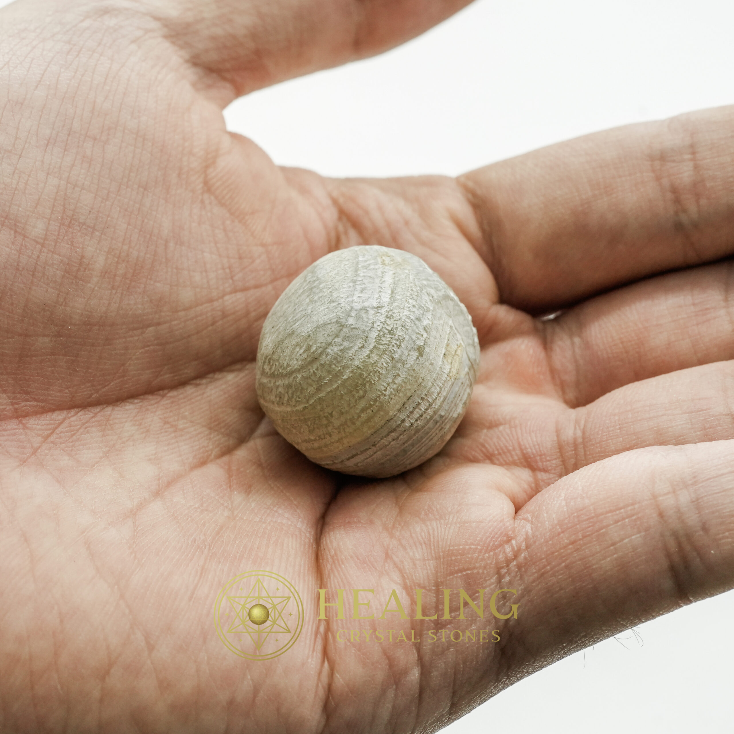 Fossilized Tiger Testicle Pearl – Type H - healing gemstones, spiritual crystals, mystical stones, energy crystals, metaphysical stones, sacred stones, ritual crystals, protective stones, enchanted crystals, magical stones