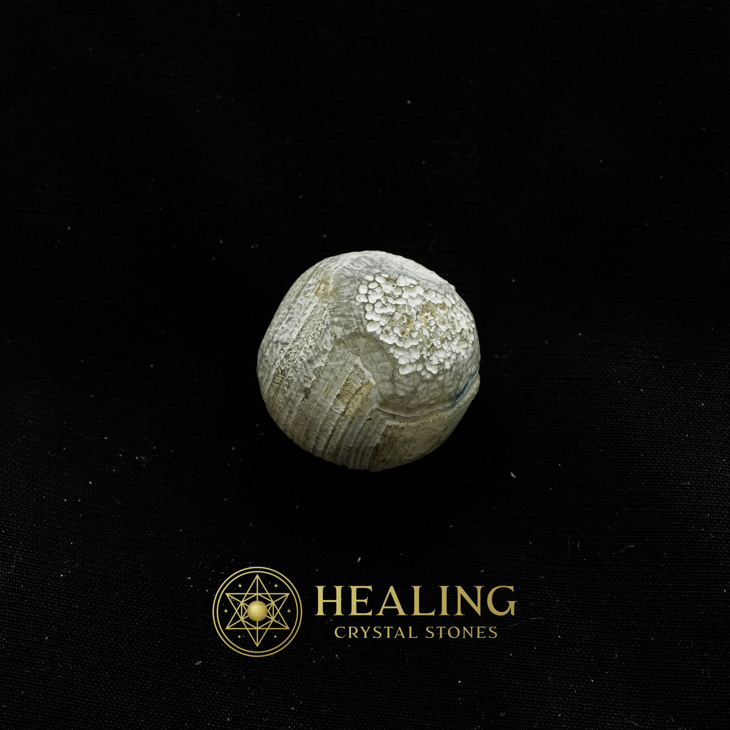 Fossilized Tiger Testicle Pearl – Type H - healing gemstones, spiritual crystals, mystical stones, energy crystals, metaphysical stones, sacred stones, ritual crystals, protective stones, enchanted crystals, magical stones