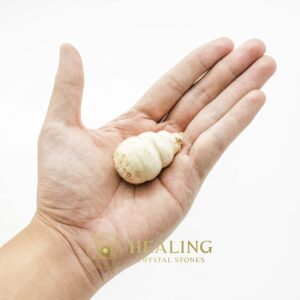 Fossilized Snail Shell - Type B1 - Crystal Stones, Mustika Stones, Healing Stones, Bezoar Crystals, Power Animal Stones, Magickal Crystals, Ritual Crystals, metaphysics, mystical, occult