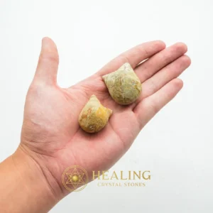 Fossilized Snail - Type F - Authentic, Antique, Rare, Exotic, Unique, Exceptional, Ornamental, Divine, Mystical Relic, Ancient Relic