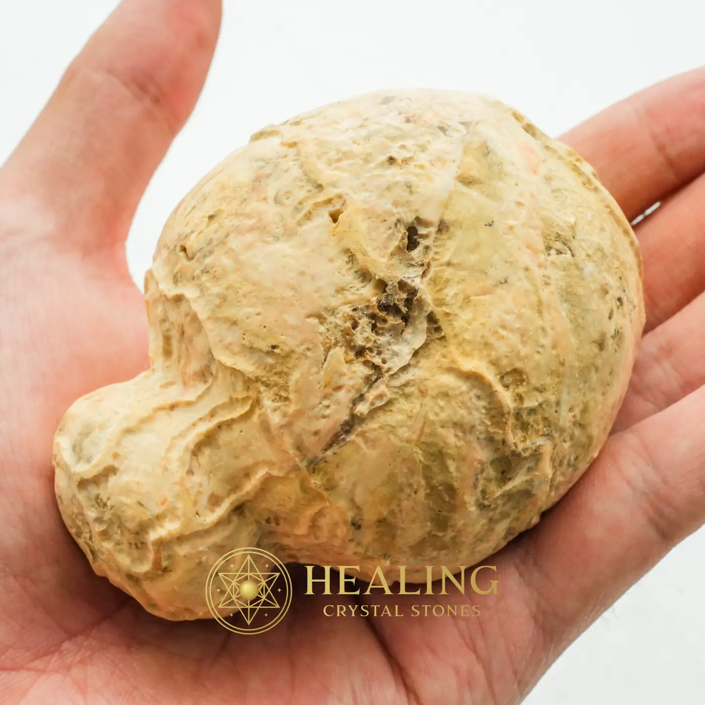 Javanese Fossilized Treasure Vase - Type A1 - Healing Stones, Spiritualism, Ritualistic, Positive Energy, Chakra, Cleansing, Ornamental, Guardian Stone, Nature Crystal, Ancient Relic