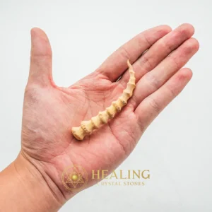 Jungle Cat Horn - Type B2 - Healing Crystals, Crystal Stones, Mustika Stones, Sacred Crystals, Aura, Chakra, Universal Energy, Protection, Authentic, Rare