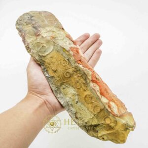 Magickal Fossilized Snake Siluman Tongue - Mystical rare. magical, healing, berzoar, animal totems, fossil