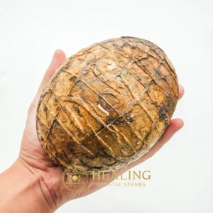 Mountain Belt Pearl - Type A1.2 (Egg Shape) - Crystal Stones, Healing Stones, Spiritual Healing, Chakra, Inner Wisdom, Fortune, Antique, Rare, Divine, Unique