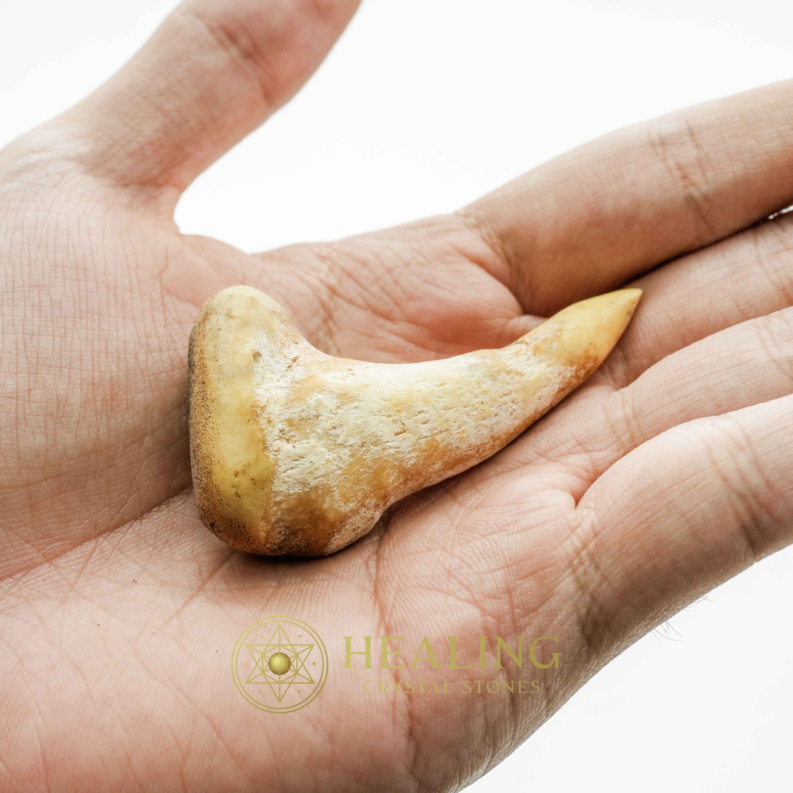 Sawo Kembang Snake Horn - Type B2 - Healing Bezoar Stones, Animal Totem Stones, Power Animal Stones, Magical Stones, Magickal Stones, Ritual Power Stones, Crystals, spiritual, occult, mystical