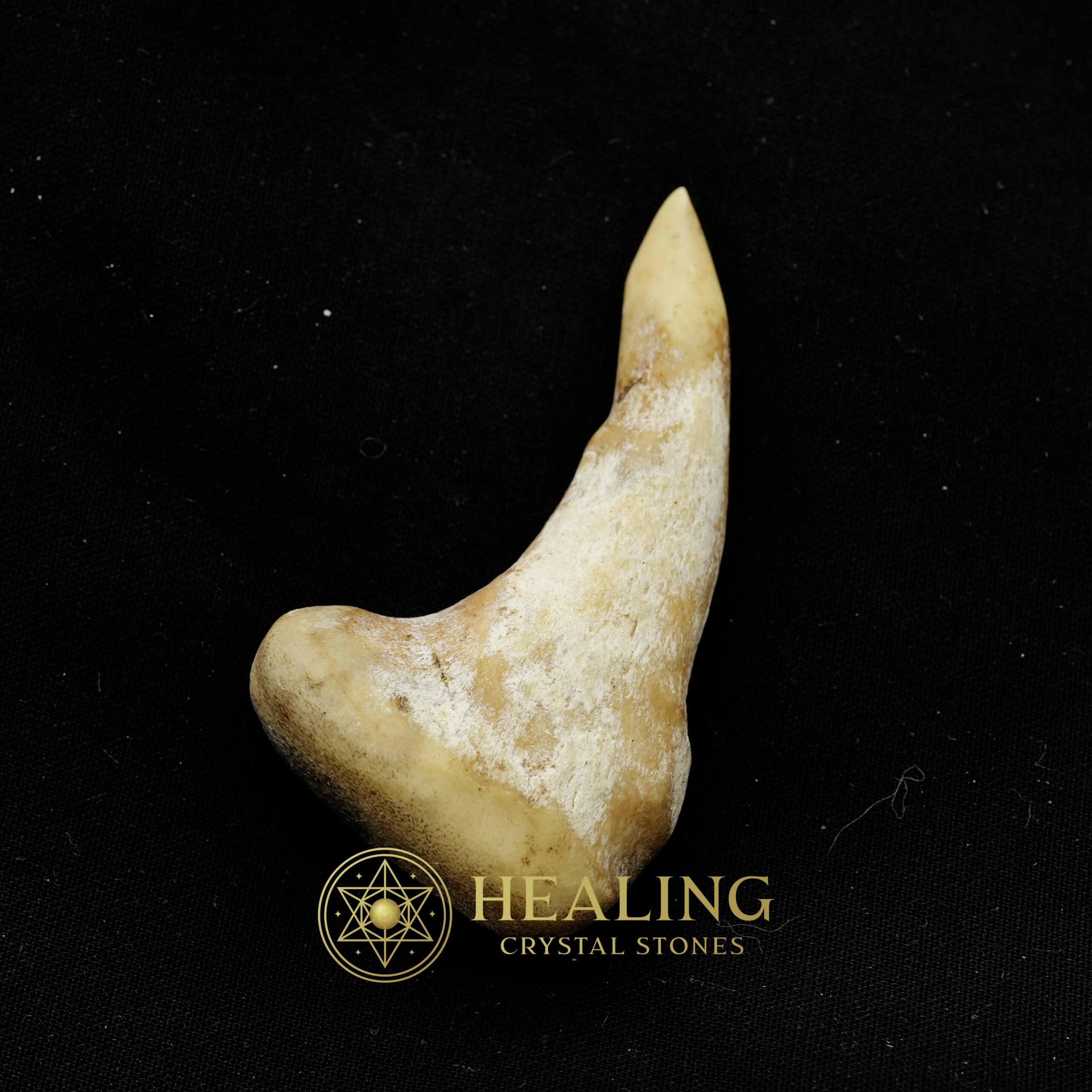 Sawo Kembang Snake Horn - Type B2 - Healing Bezoar Stones, Animal Totem Stones, Power Animal Stones, Magical Stones, Magickal Stones, Ritual Power Stones, Crystals, spiritual, occult, mystical