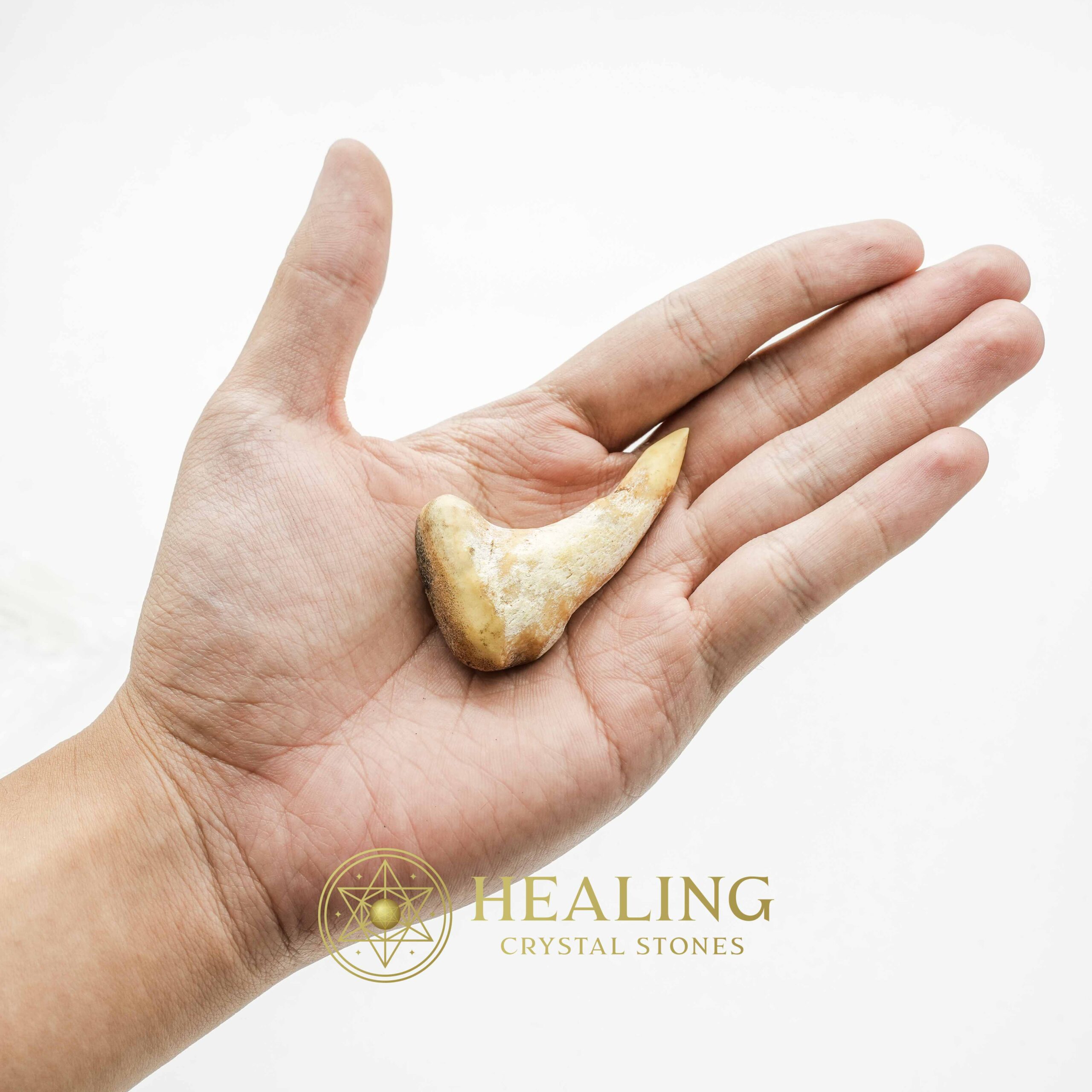 Sawo Kembang Snake Horn - Type B2 - Healing Bezoar Stones, Animal Totem Stones, Power Animal Stones, Magical Stones, Magickal Stones, Ritual Power Stones, Crystals, spiritual, occult, mystical