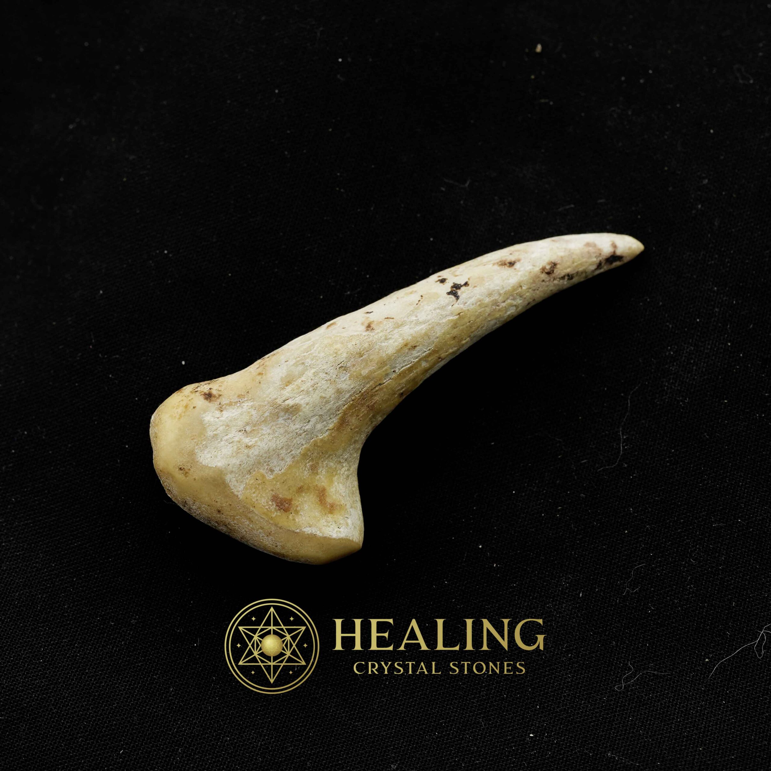 Sawo Kembang Snake Horn - Type B3 - Talismans Stones, Talisman Crystals, Amulet stones, Healing Crystals, Crystal Stones, Mustika Pearls, Talismanic Stones, psychic, spiritualism, metaphysics