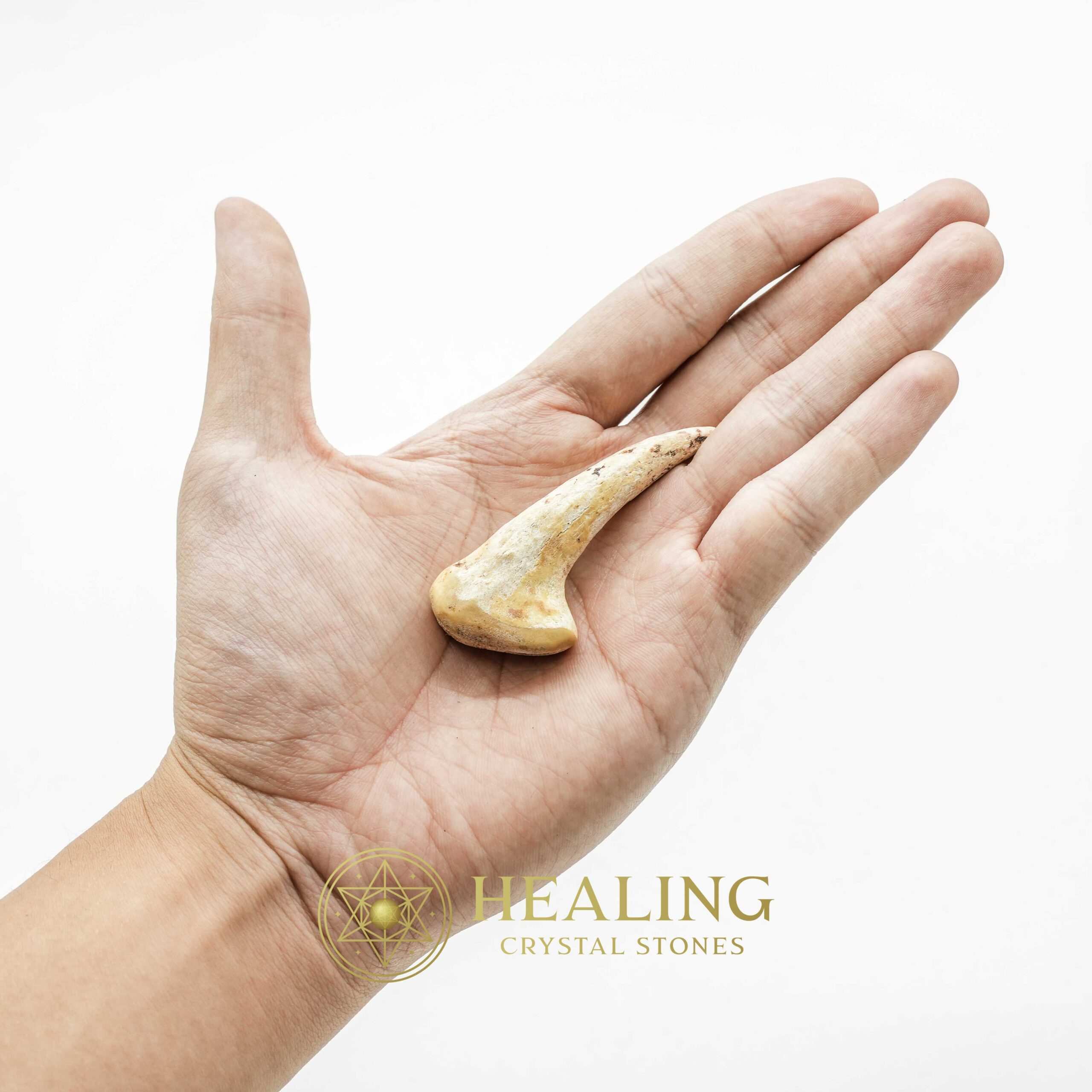 Sawo Kembang Snake Horn - Type B3 - Talismans Stones, Talisman Crystals, Amulet stones, Healing Crystals, Crystal Stones, Mustika Pearls, Talismanic Stones, psychic, spiritualism, metaphysics