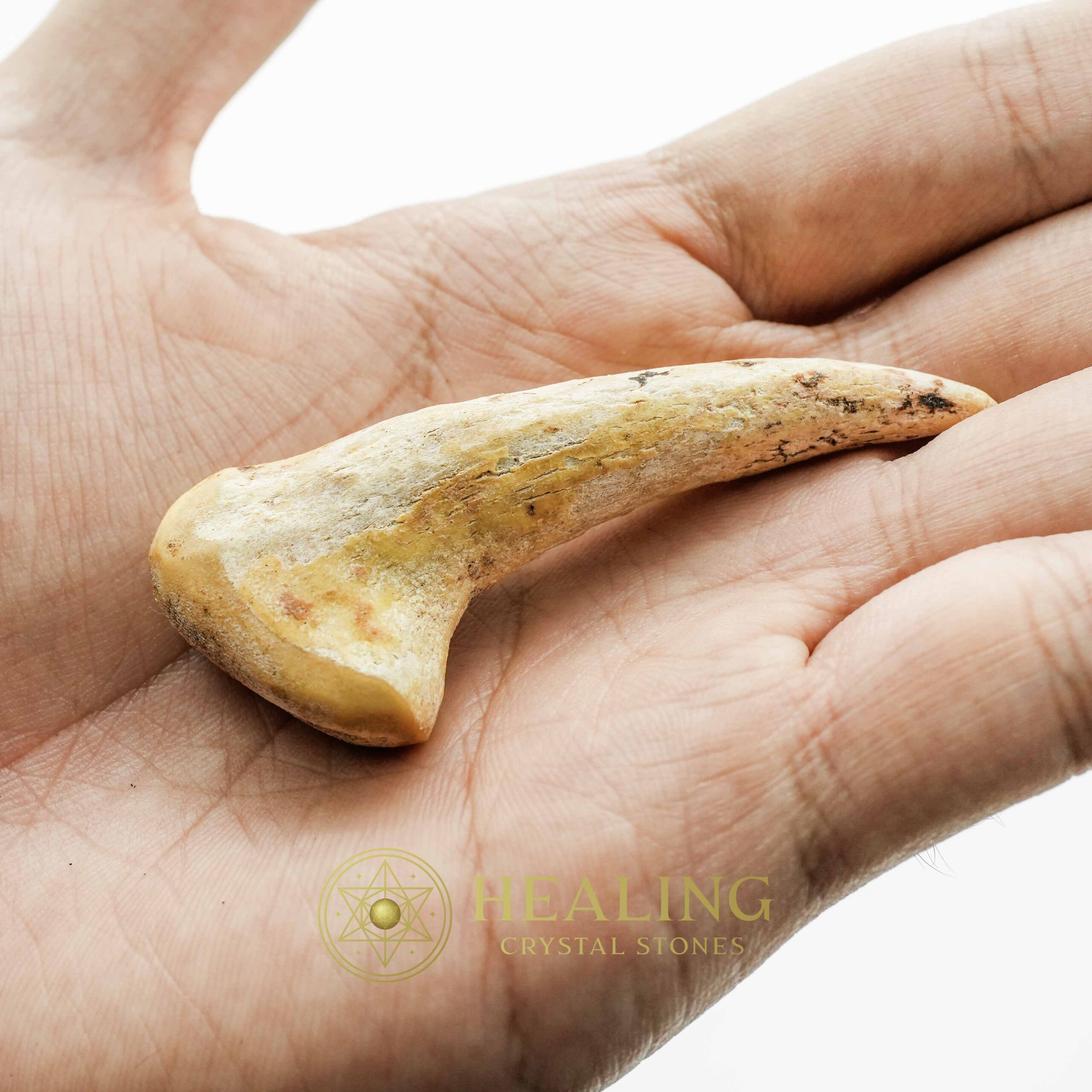 Sawo Kembang Snake Horn - Type B3 - Talismans Stones, Talisman Crystals, Amulet stones, Healing Crystals, Crystal Stones, Mustika Pearls, Talismanic Stones, psychic, spiritualism, metaphysics