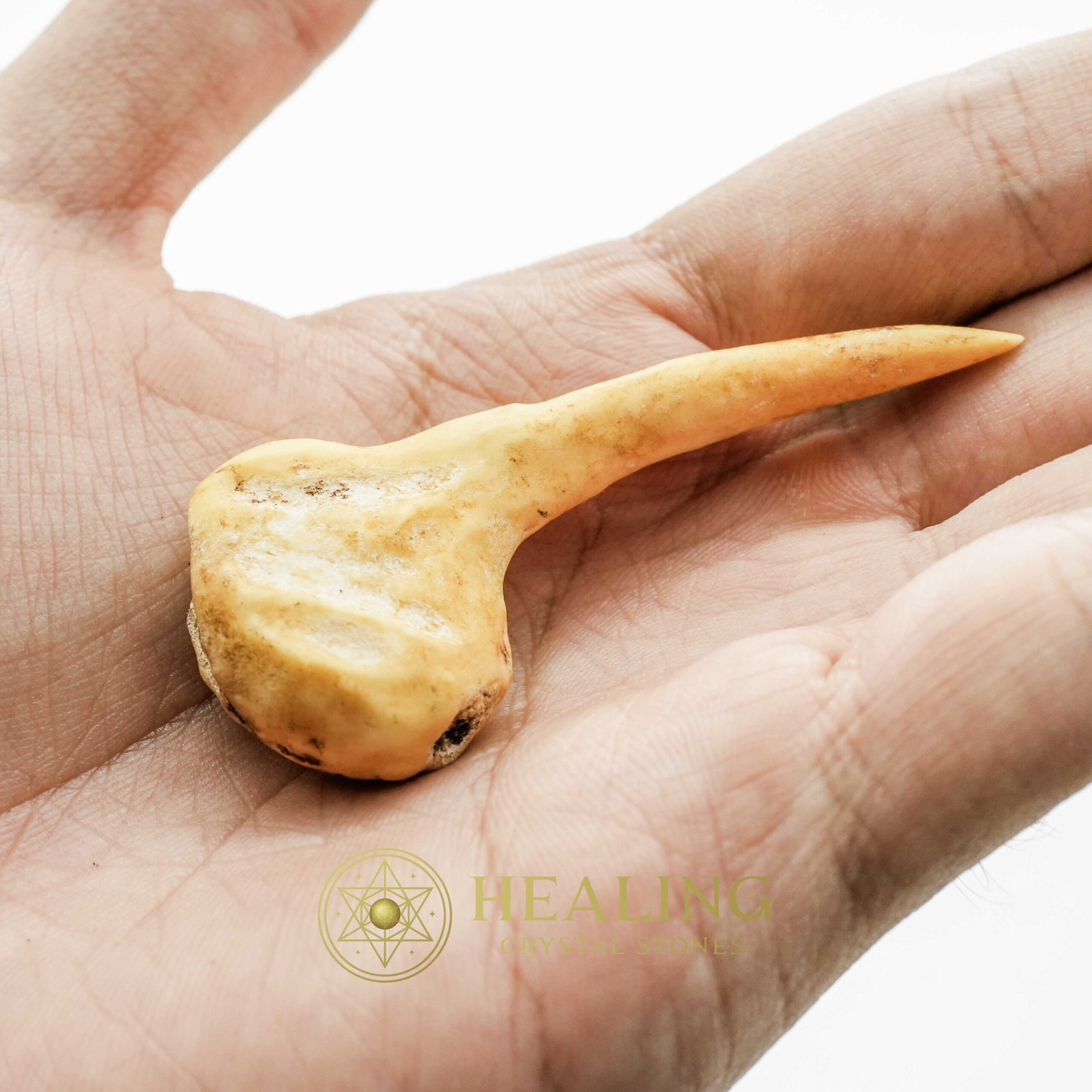 Sawo Kembang Snake Horn - Type B4 - Amulet Stones, Healing Stones, Spiritual Crystals, Bezoar Stones, Bezoar Crystals, Healing Bezoar Stones, Animal Totem Stones, shaman, mystical, occult
