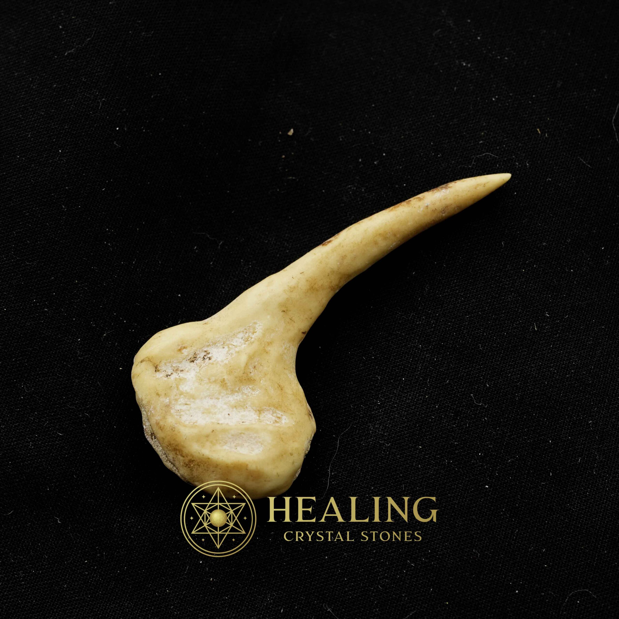 Sawo Kembang Snake Horn - Type B4 - Amulet Stones, Healing Stones, Spiritual Crystals, Bezoar Stones, Bezoar Crystals, Healing Bezoar Stones, Animal Totem Stones, shaman, mystical, occult