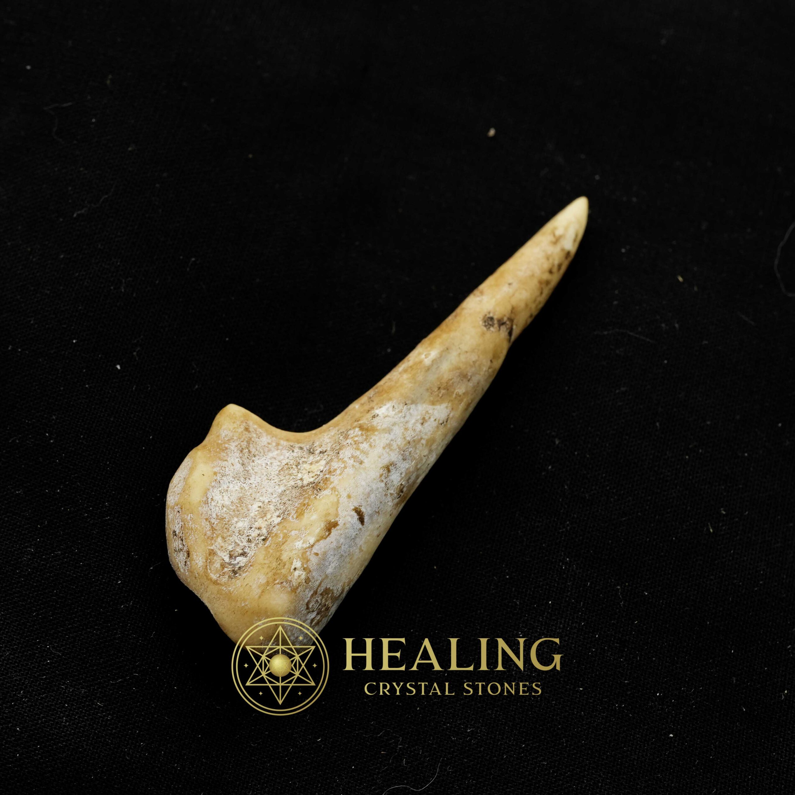 Sawo Kembang Snake Horn - Type B5 - Power Animal Stones, Magical Stones, Magickal Stones, Magickal Crystals, Ritual Power Stones, Ritual Crystals, Crystals, spiritual, psychic, metaphysics