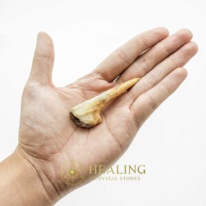 Sawo Kembang Snake Horn - Type B5 - Power Animal Stones, Magical Stones, Magickal Stones, Magickal Crystals, Ritual Power Stones, Ritual Crystals, Crystals, spiritual, psychic, metaphysics