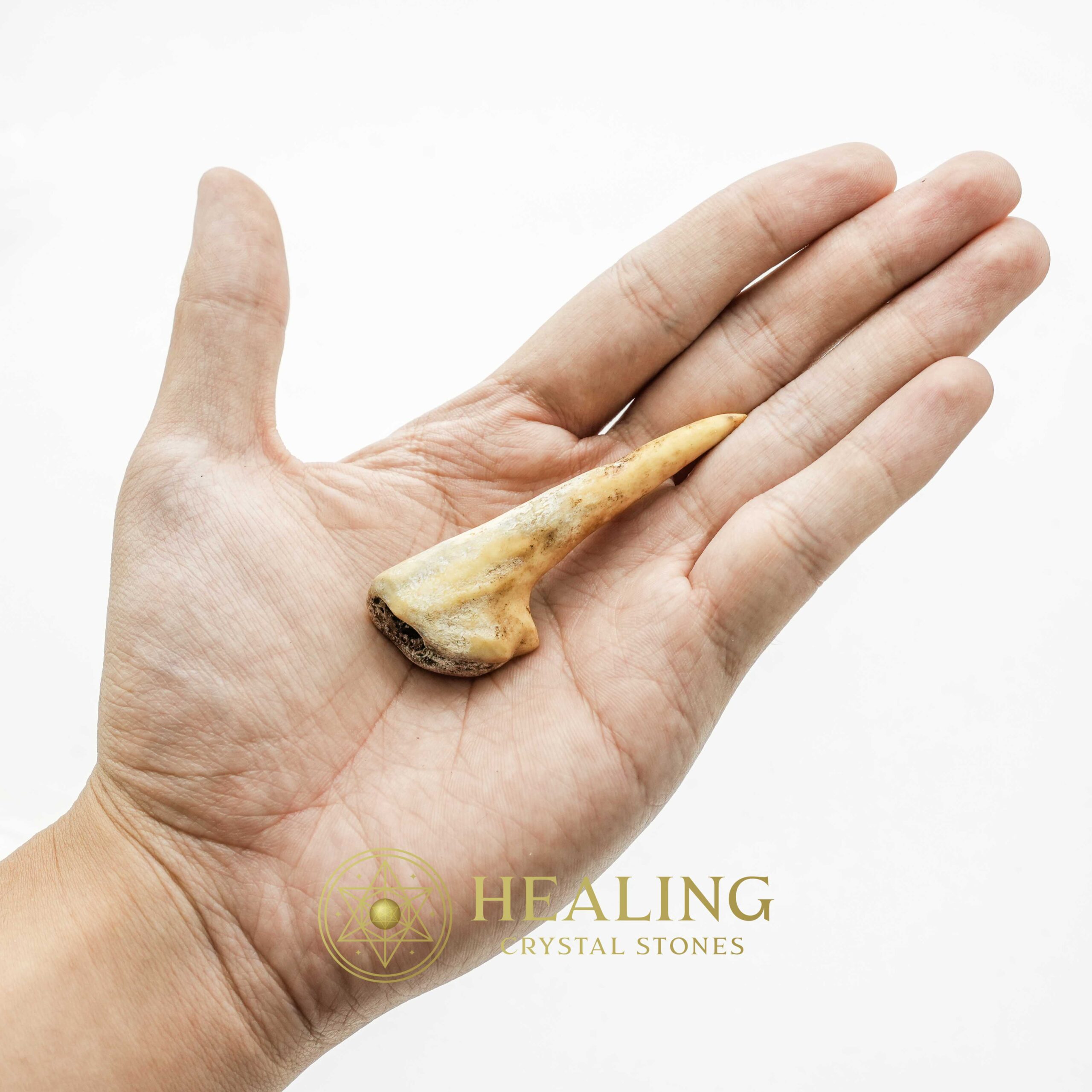 Sawo Kembang Snake Horn - Type B5 - Power Animal Stones, Magical Stones, Magickal Stones, Magickal Crystals, Ritual Power Stones, Ritual Crystals, Crystals, spiritual, psychic, metaphysics
