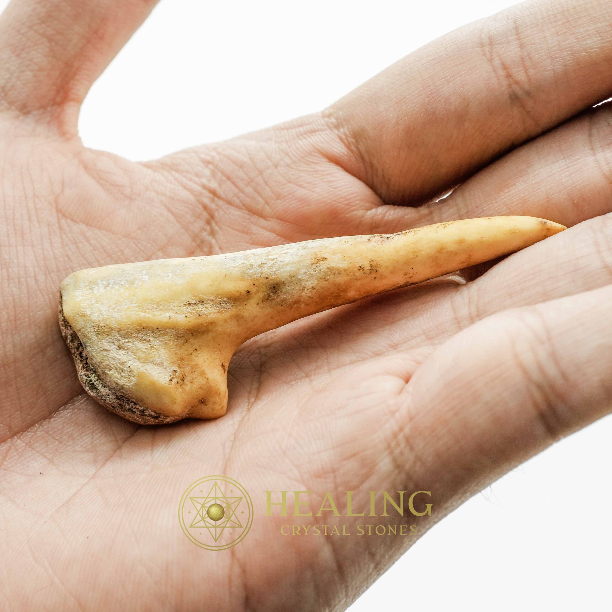 Sawo Kembang Snake Horn - Type B5 - Power Animal Stones, Magical Stones, Magickal Stones, Magickal Crystals, Ritual Power Stones, Ritual Crystals, Crystals, spiritual, psychic, metaphysics