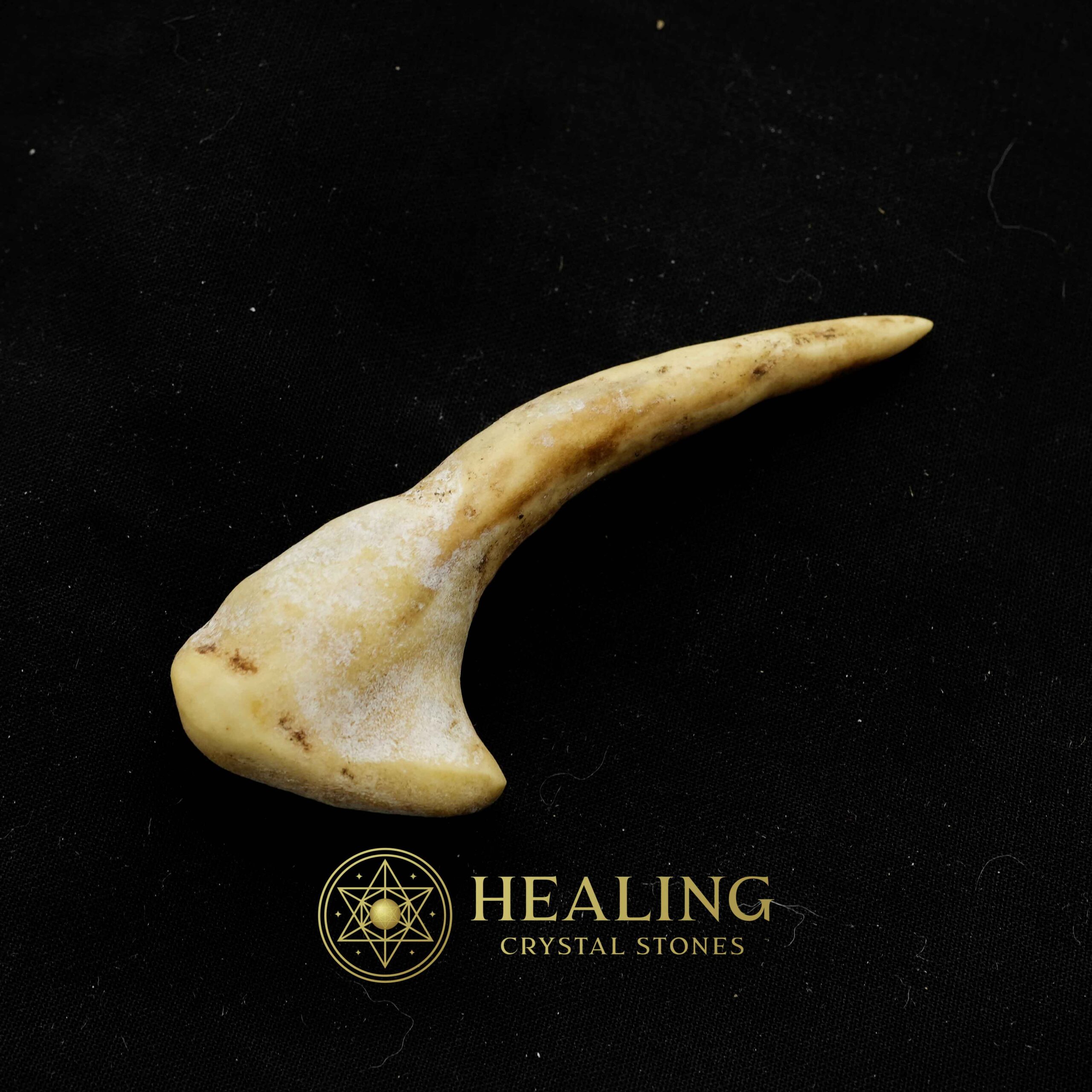 Sawo Kembang Snake Horn - Type C2 - Talismans Stones, Talisman Crystals, Amulet stones, Healing Crystals, Crystal Stones, Mustika Stones, Talismanic Stones, spiritualism, occult, mystical