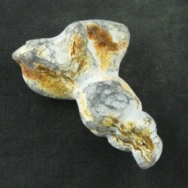 White Dragon Horn Fossil - Type A3 - Image 4