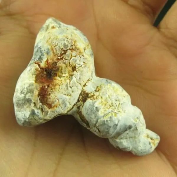 White Dragon Horn Fossil - Type A3 - Image 3