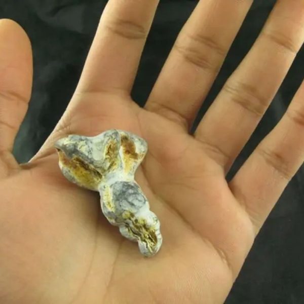 White Dragon Horn Fossil - Type A3 - Image 2