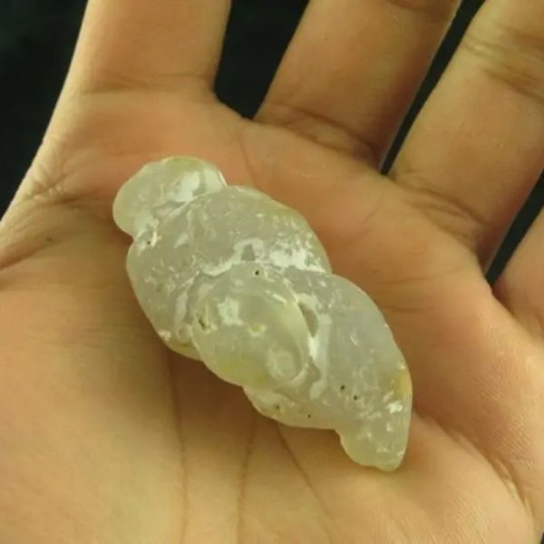 White Dragon Horn Fossil - Type B3 - Image 2