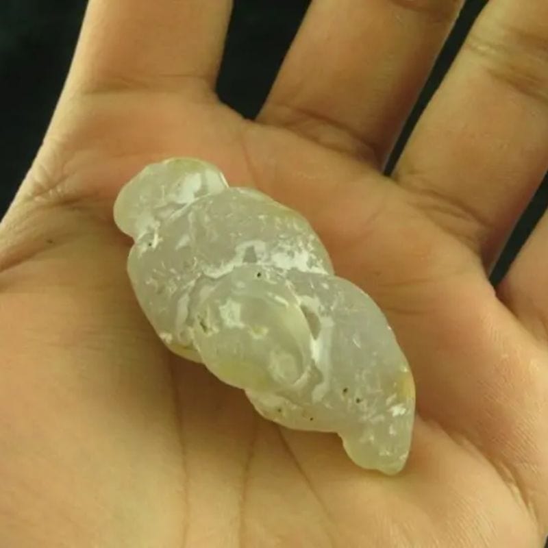 White Dragon Horn Fossil - Type B3 - Image 2