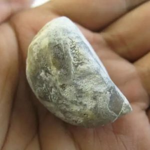 Snake Heart Fossil Type - E4