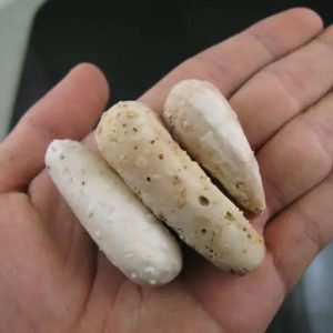 Amphibian/Reptile Pearls