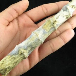 Bamboo Fossils