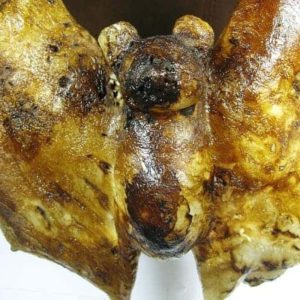 Bat Fossil
