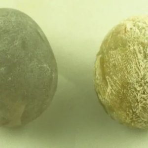 Belinjo Tree Pearls