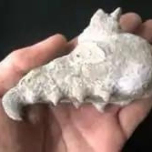 Dragon Head - Type FDH 5 - Image 4