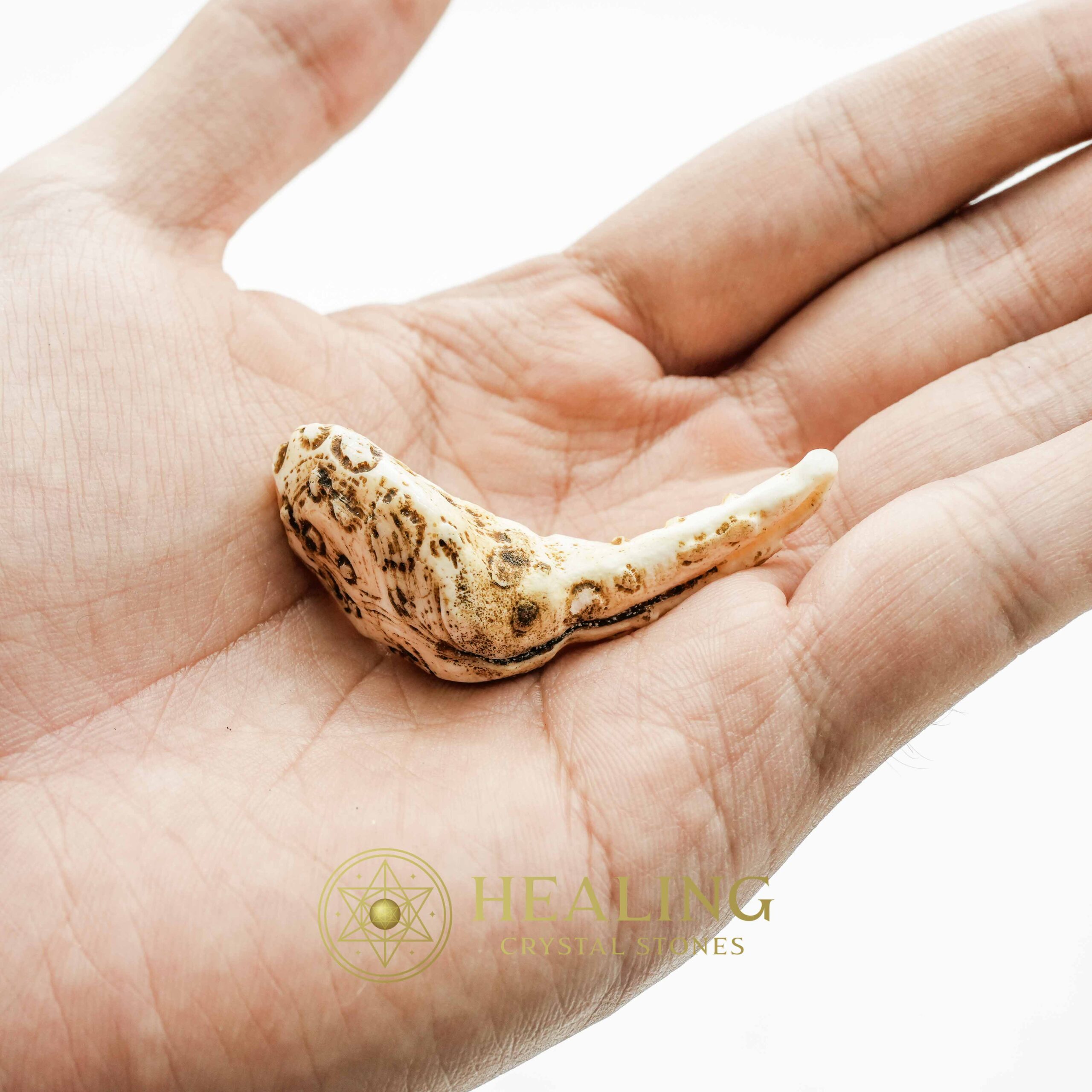 White Sanca Snake Horns - Type B4 - Talismans Stones, Talisman Crystals, Healing Crystals, Crystal Stones, Mustika Pearls, Mustika Stones, Talismanic Stones, metaphysics, shamanic, occult