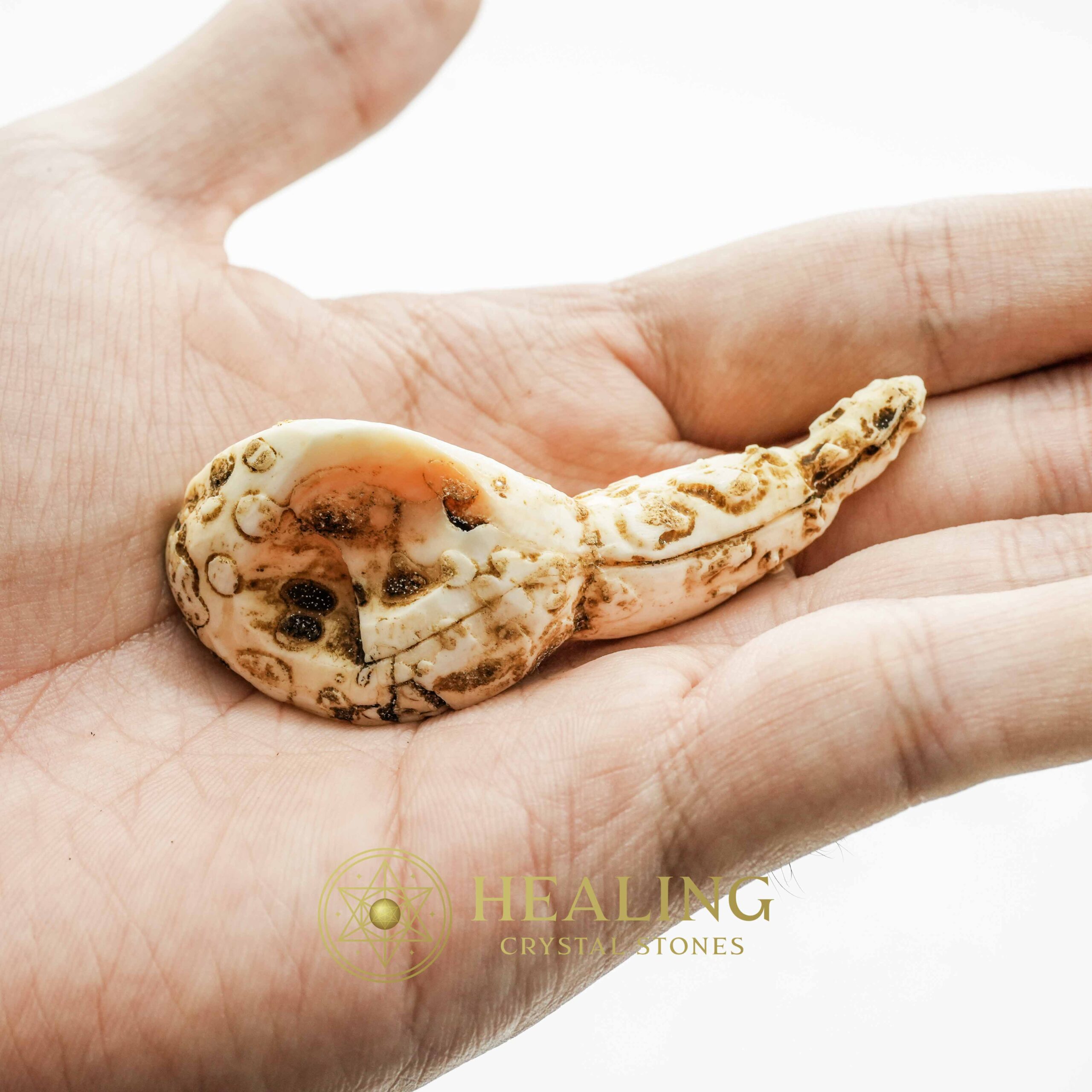 White Sanca Snake Horns - Type C3 - Talismans Stones, Talisman Crystals, Amulet stones, Healing Crystals, Mustika Pearls, Mustika Stones, Spiritual Crystals, metaphysics, psychic, mystical