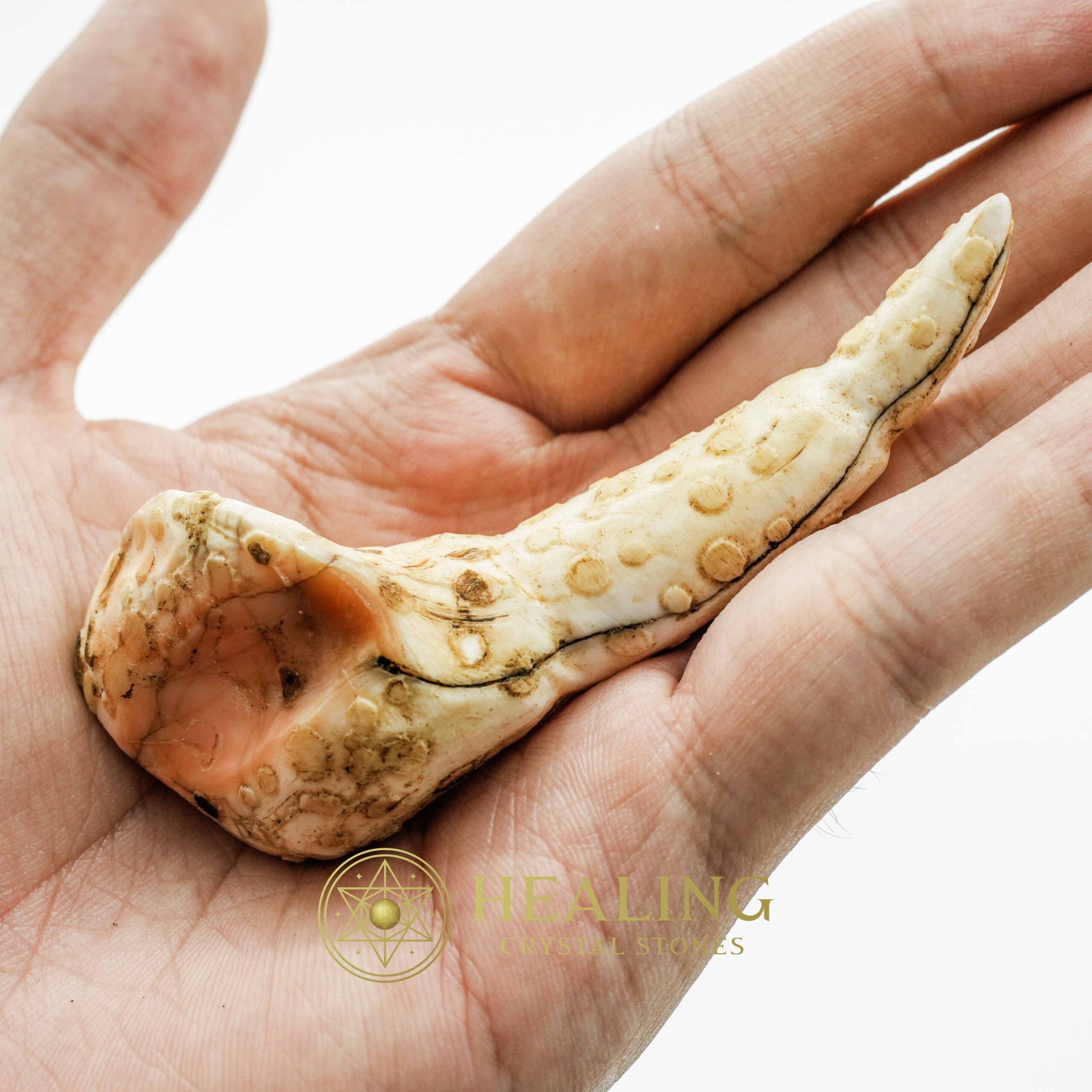 White Sanca Snake Horns - Type D1 - Magickal Stones, Magickal Crystals, Ritual Crystals, Crystals, Talismans Stones, Talisman Crystals, Amulet stones, mystical, spiritual, psychic