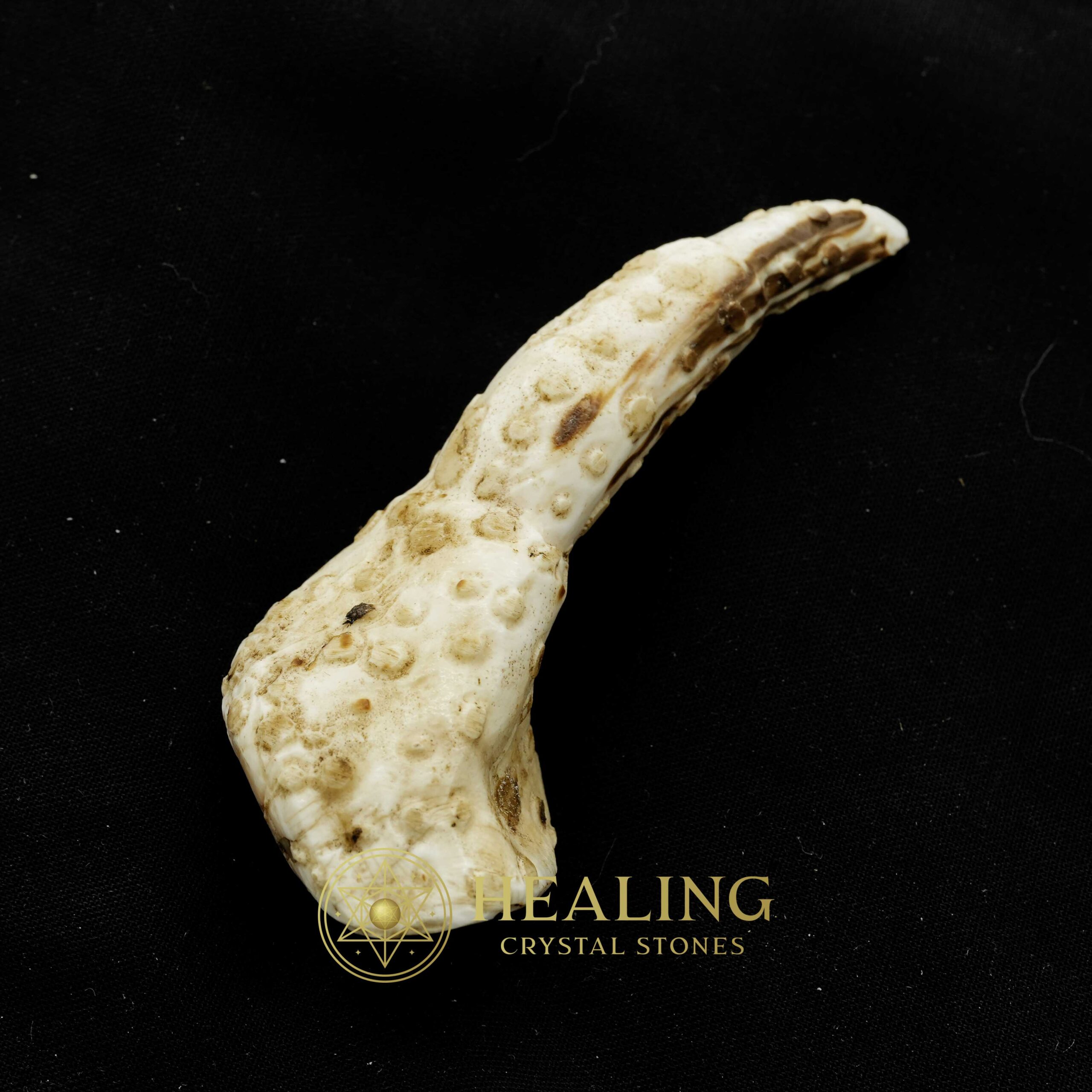 White Sanca Snake Horns - Type D1 - Magickal Stones, Magickal Crystals, Ritual Crystals, Crystals, Talismans Stones, Talisman Crystals, Amulet stones, mystical, spiritual, psychic
