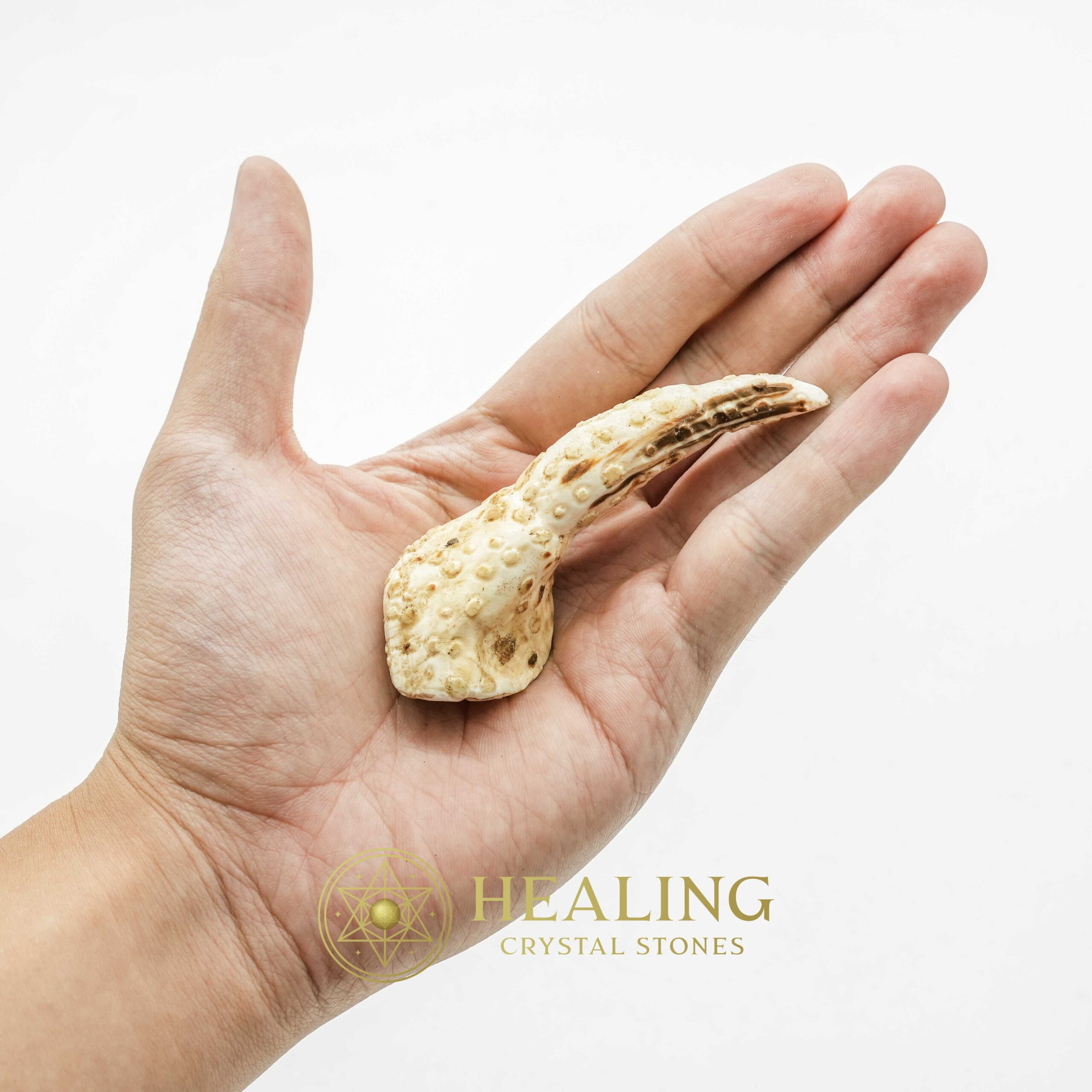 White Sanca Snake Horns - Type D1 - Magickal Stones, Magickal Crystals, Ritual Crystals, Crystals, Talismans Stones, Talisman Crystals, Amulet stones, mystical, spiritual, psychic