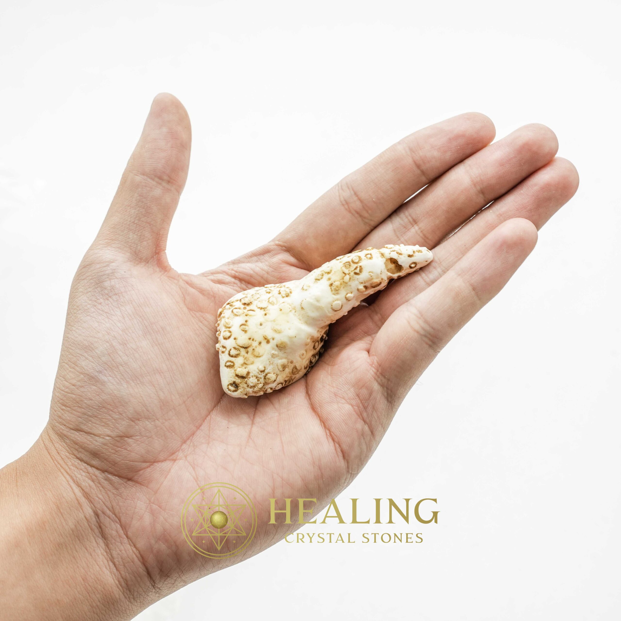 White Sanca Snake Horns - Type D2 - Healing Crystals, Crystal Stones, Mustika Pearls, Mustika Stones, Spiritual Crystals, Bezoar Stones, Bezoar Crystals, shamanic, occult, metaphysics