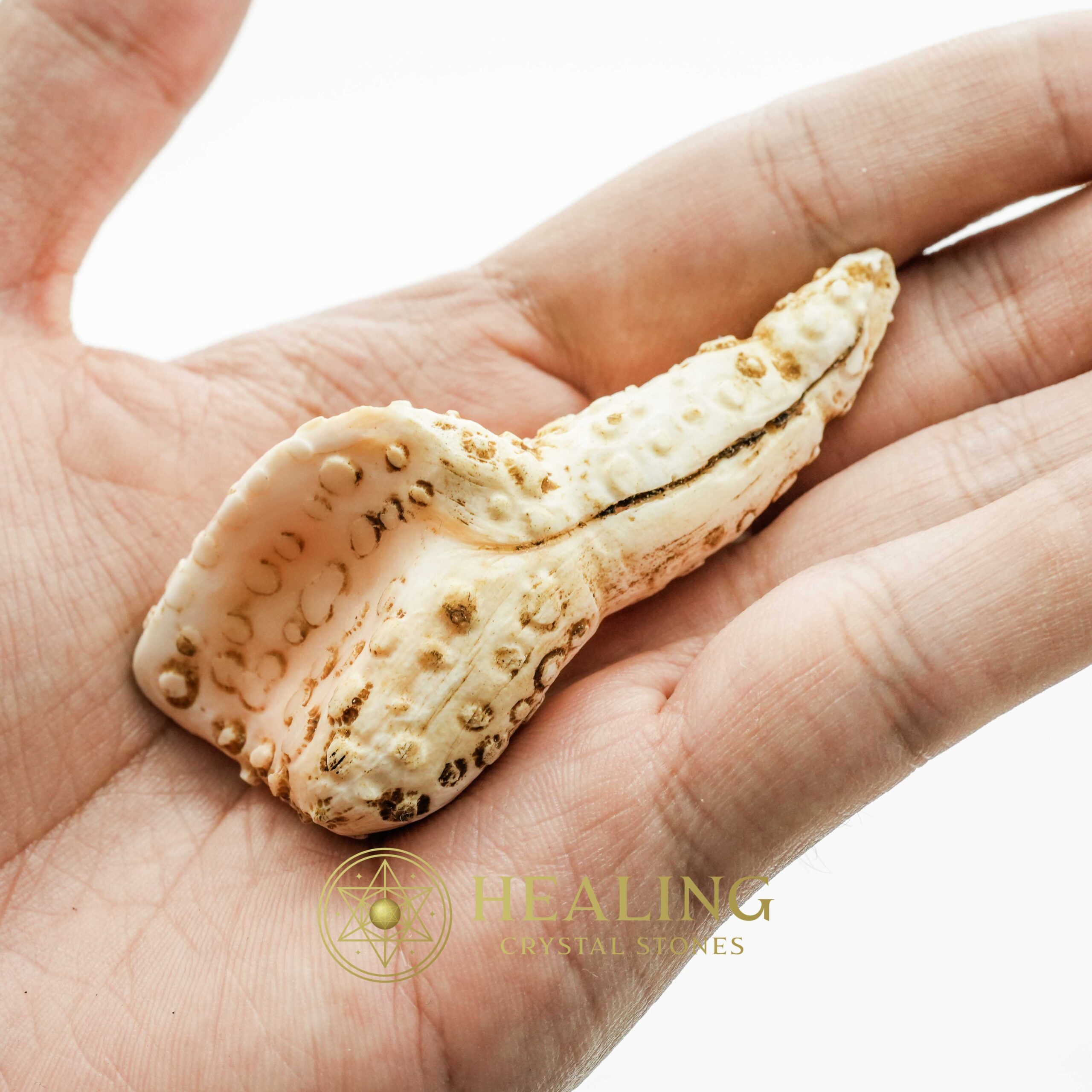 White Sanca Snake Horns - Type D2 - Healing Crystals, Crystal Stones, Mustika Pearls, Mustika Stones, Spiritual Crystals, Bezoar Stones, Bezoar Crystals, shamanic, occult, metaphysics