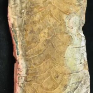 Rare Crystal Snake Fossils
