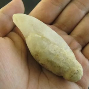 Snake Fossils