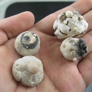 Wild Cat Pearls