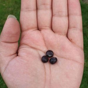 Kecubang Flower Pearls