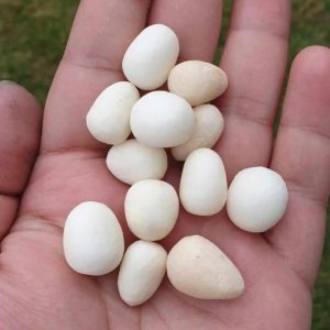 Eel Fish Pearls