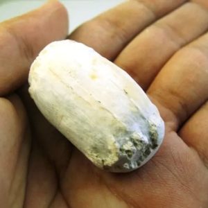 Kebak Tree Pearls
