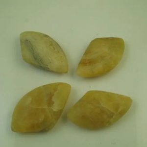 Fossilized Sea Shells