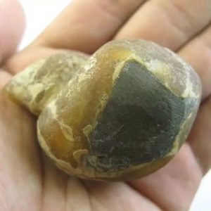 Tiger Testicles Fossils