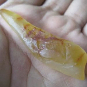 Fossilized Snake Genitals