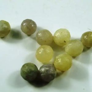 Cucak Bird Pearls